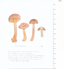 Cortinarius transatlanticus