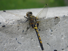 Leucorrhinia rubicunda
