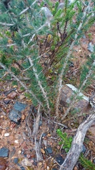 Asparagus mariae