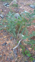 Asparagus mariae