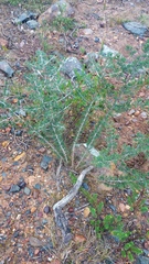 Asparagus mariae