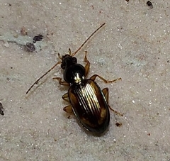 Peryphus