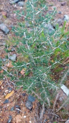 Asparagus mariae