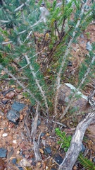 Asparagus mariae