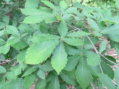Quercus serrata