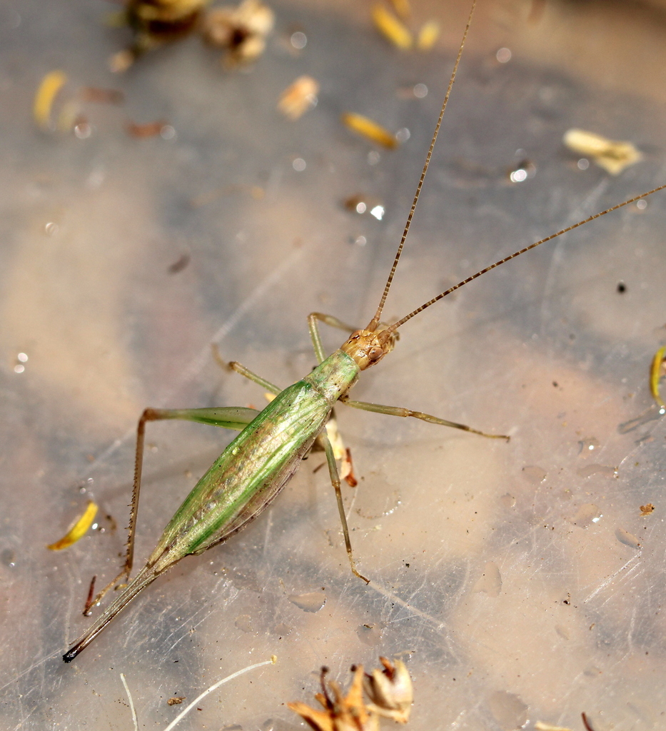 Cape Thermometer Cricket