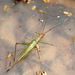 Cape Thermometer Cricket - Photo (c) Cecile Roux, some rights reserved (CC BY-NC), uploaded by Cecile Roux