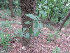Quercus variabilis