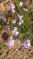 Dontostemon integrifolius