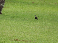 Vanellus chilensis