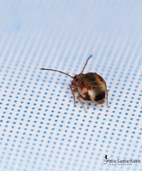 Jordanathrix articulata