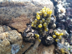 Splachnidium rugosum