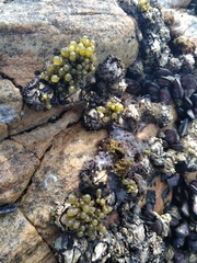 Splachnidium rugosum