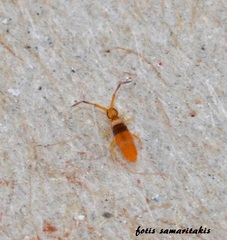 Entomobrya nigrocincta