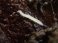 Scolopendrellidae