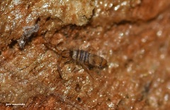 Entomobrya nigrocincta