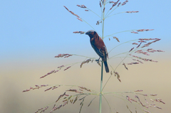 Sporophila cinnamomea