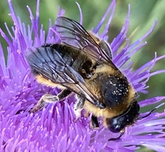 Megachile ligniseca