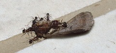 Pheidole tenuinodis