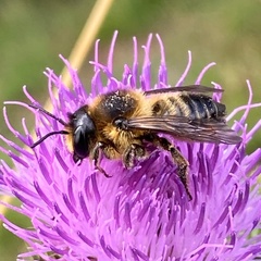 Megachile ligniseca