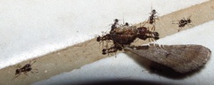Pheidole tenuinodis