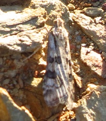 Nomophila africana