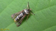 Pennisetia pectinata