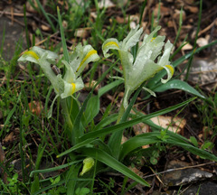 Iris palaestina