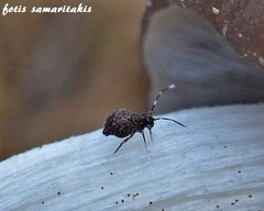 Ptenothrix italica