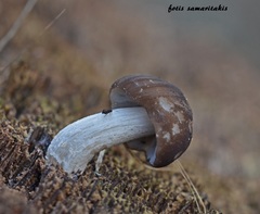 Ptenothrix italica