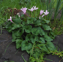 Cyclamen persicum