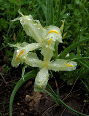 Iris palaestina