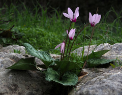 Cyclamen persicum