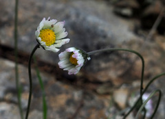 Bellis sylvestris