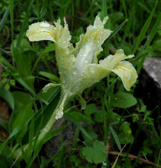Iris palaestina