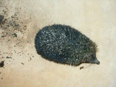 Brandt's Hedgehog photo 3