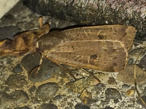 Lesser Yellow Underwing photo 5