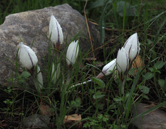 Crocus hyemalis