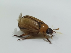 Anomala pallida