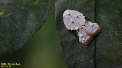 Acleris takeuchii
