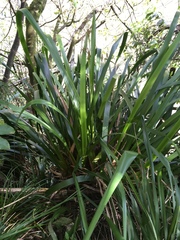 Machaerina sinclairii