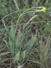 Pseudopodospermum inconspicuum