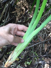 Machaerina sinclairii