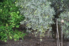 Olea europaea