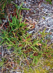 Carpobrotus mellei