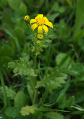 Senecio vernalis