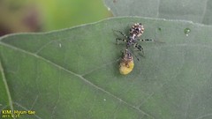 Sphedanolestes impressicollis