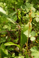 Platanthera chlorantha