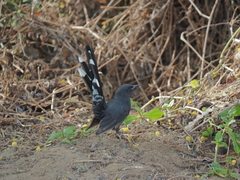 Cercotrichas podobe