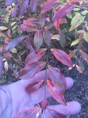 Crataegus aestivalis